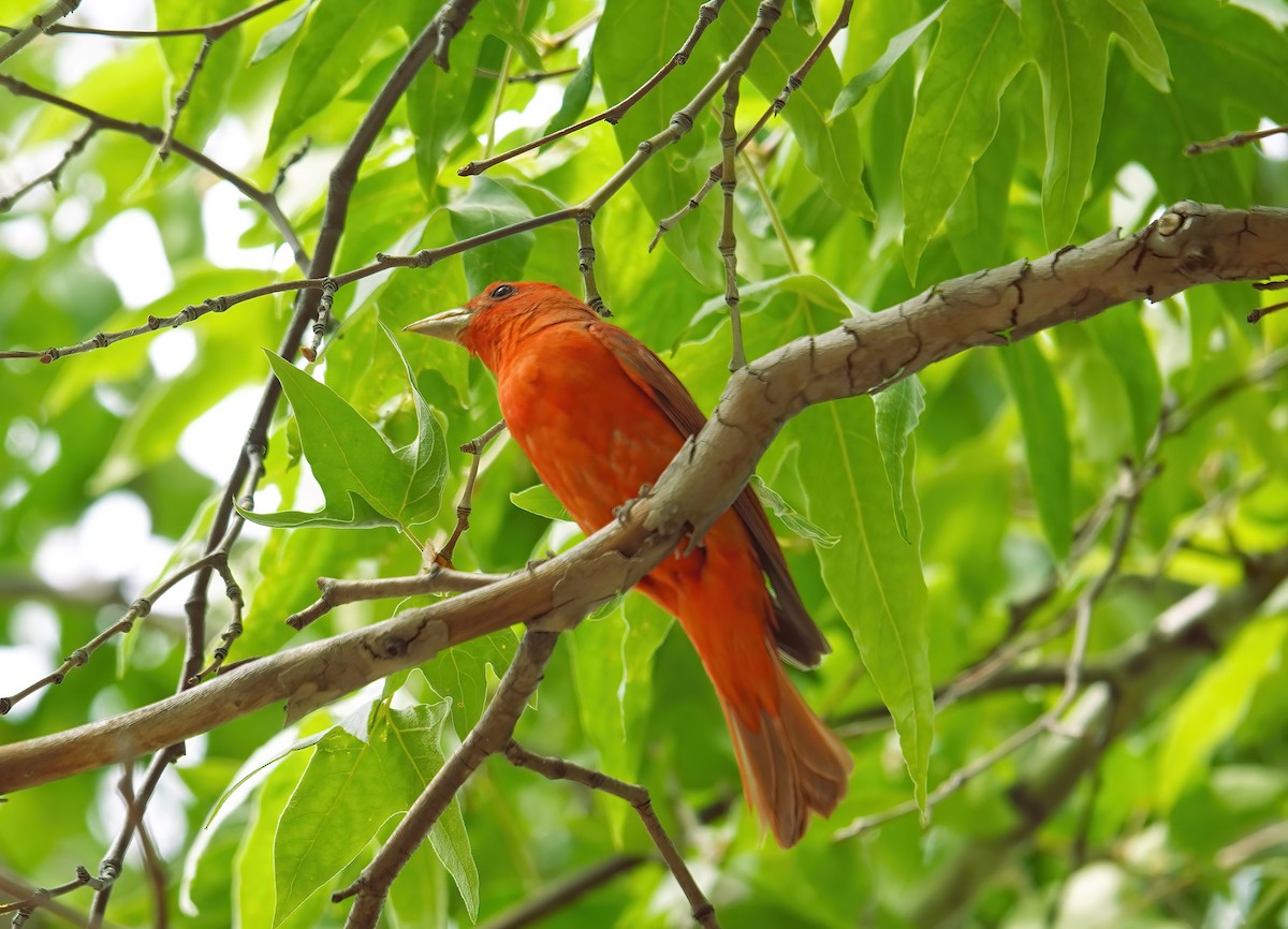 Summer Tanager - ML620415935