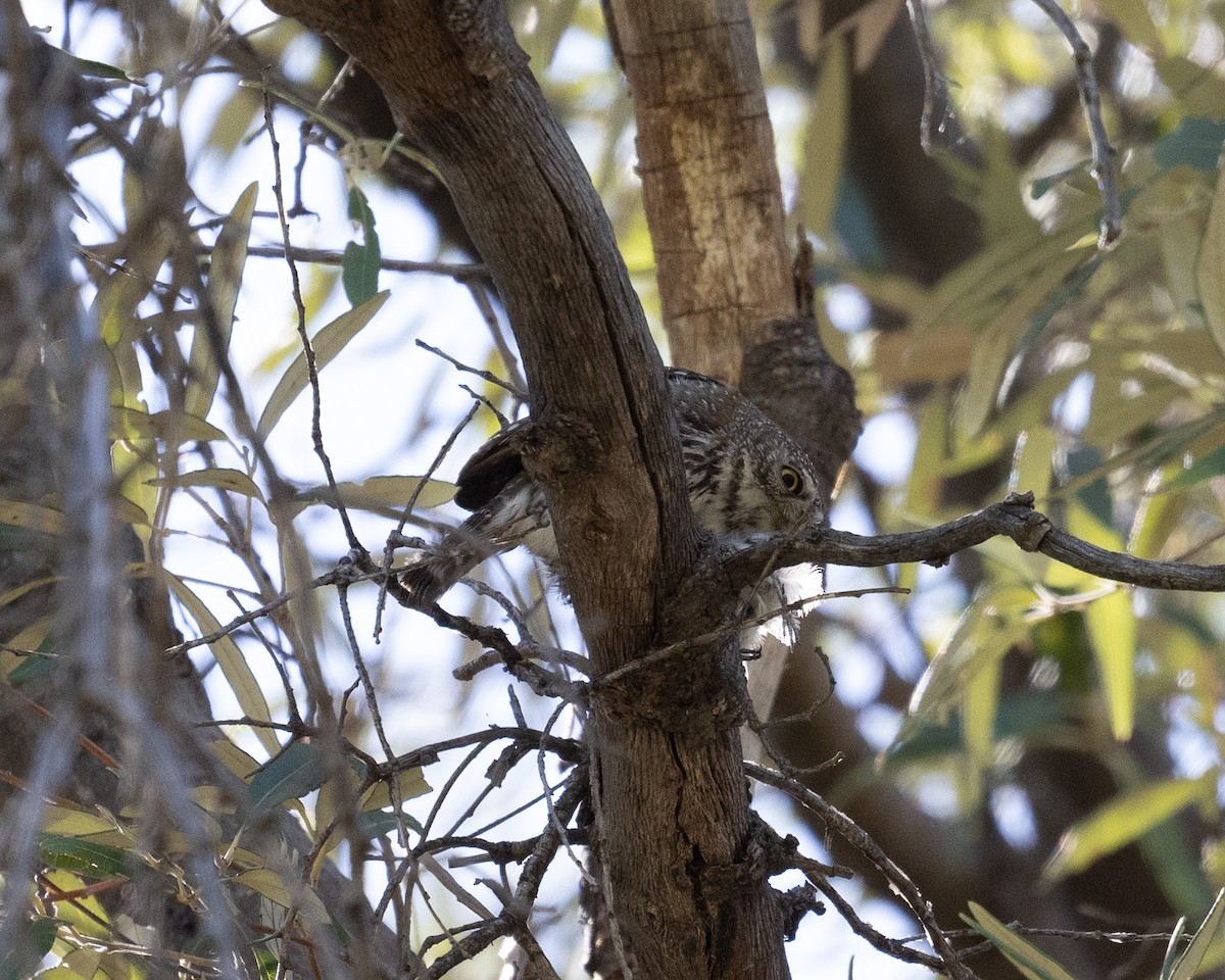 Northern Pygmy-Owl - ML620415936