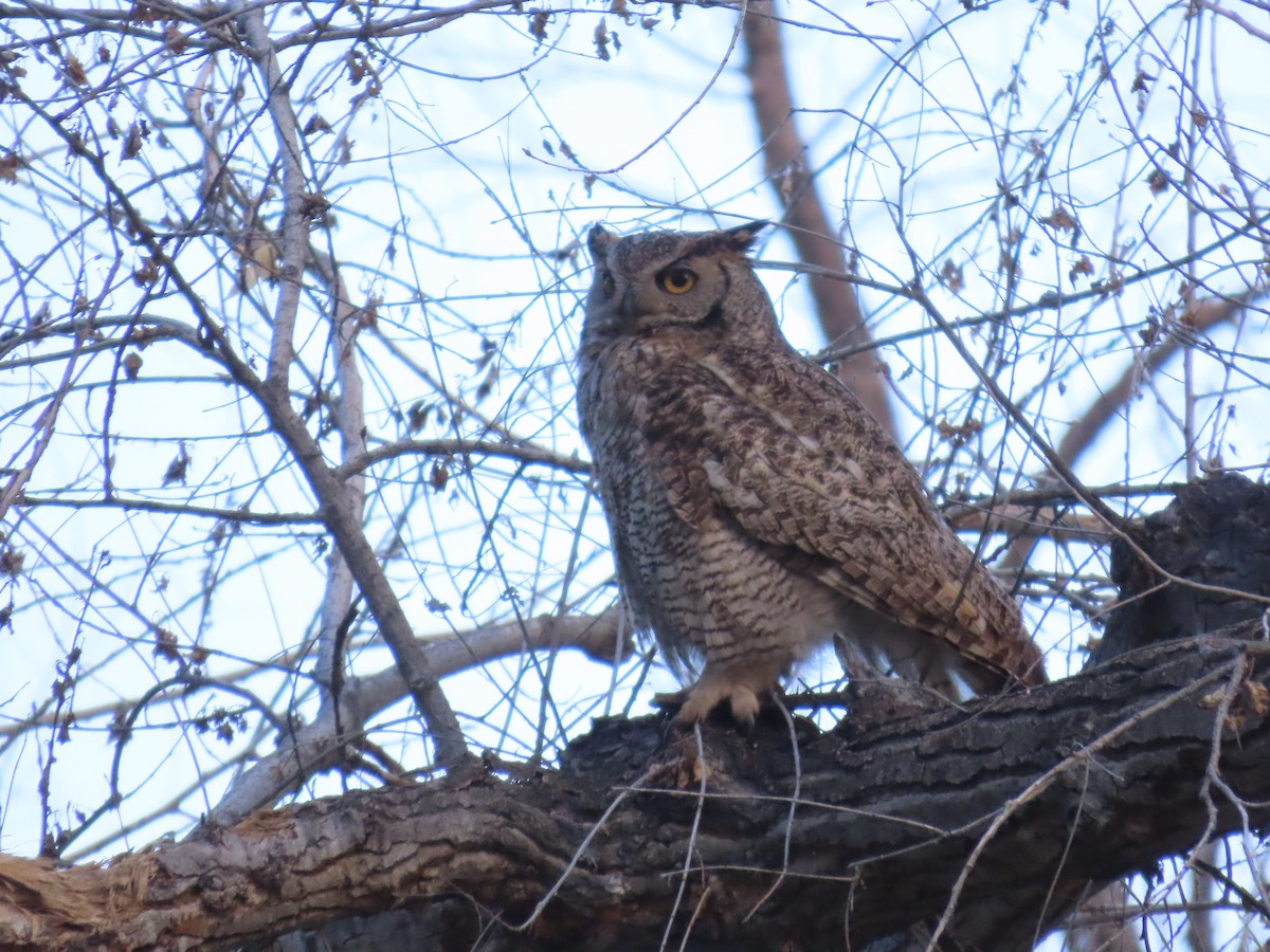 Great Horned Owl - ML620415938