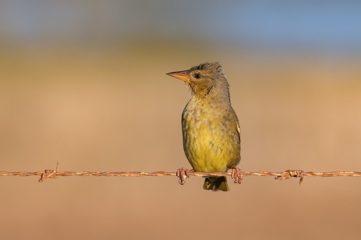 Cape Weaver - ML620415947