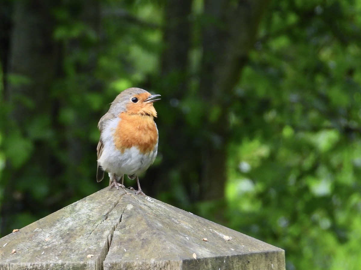 European Robin - ML620415954