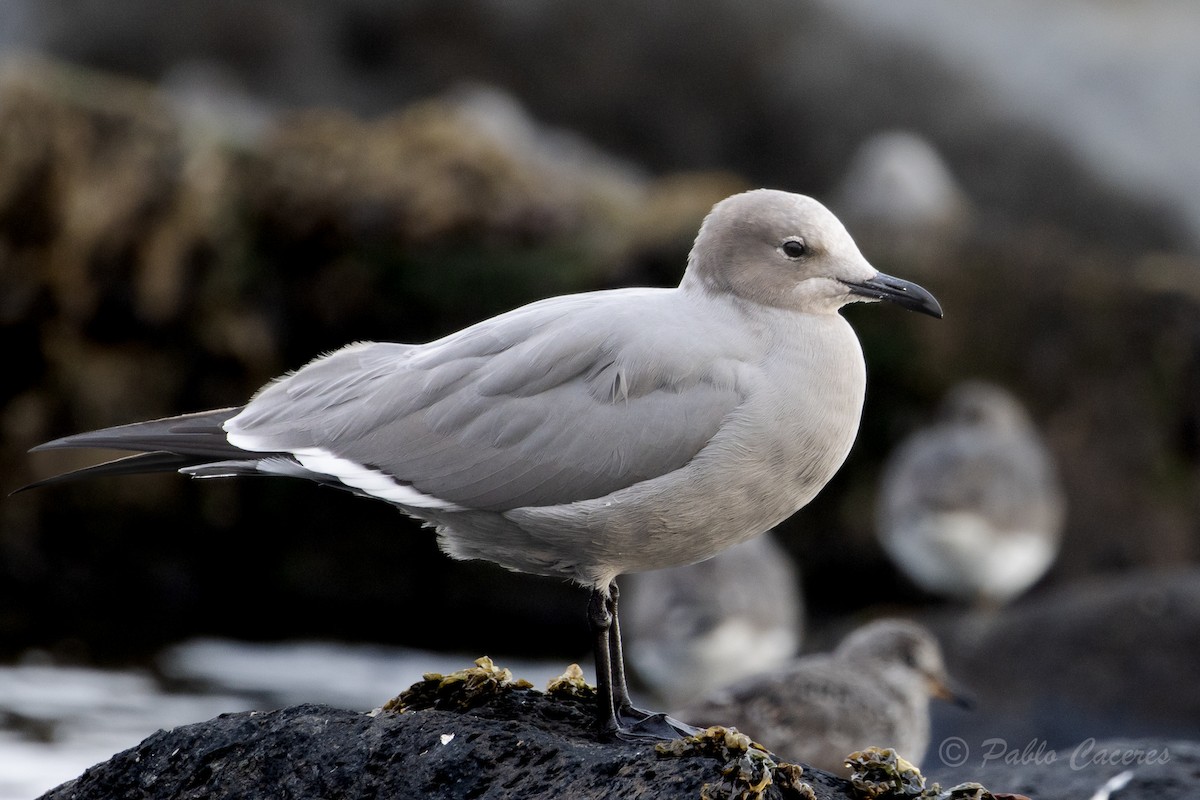 Ruddy Turnstone - ML620415959