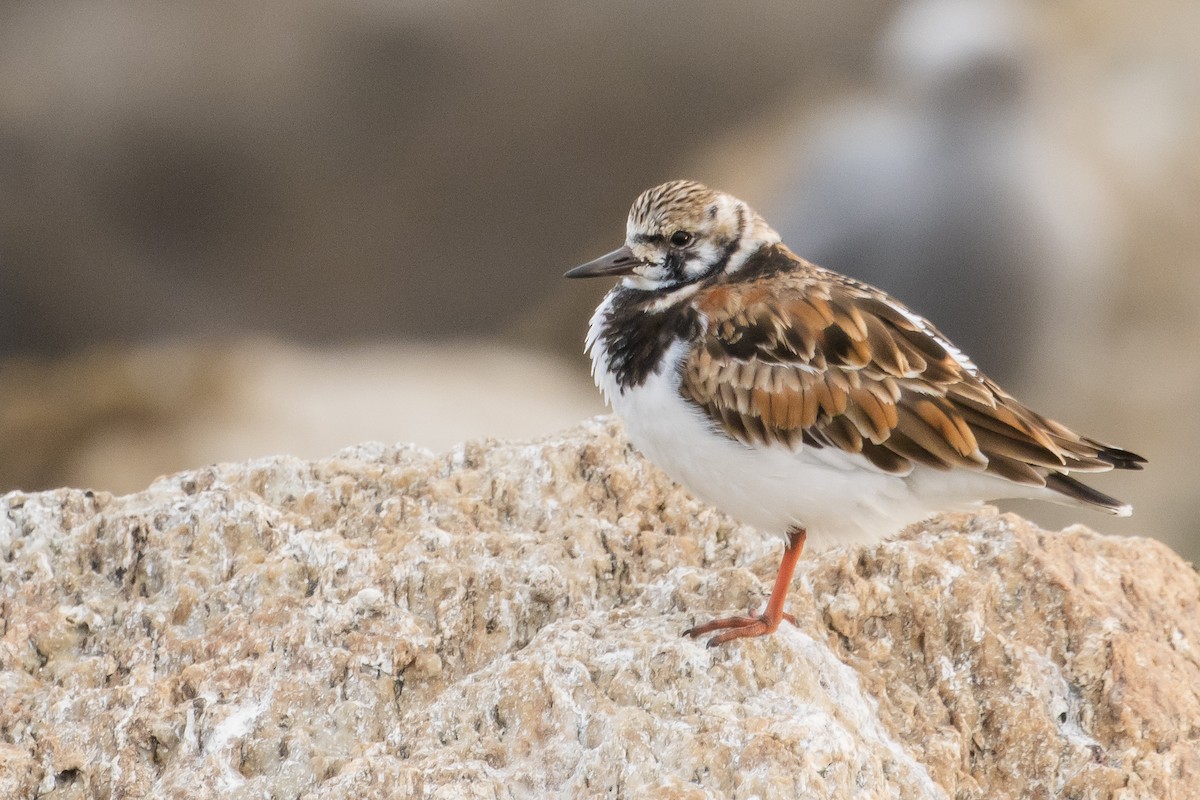 Ruddy Turnstone - ML620415962