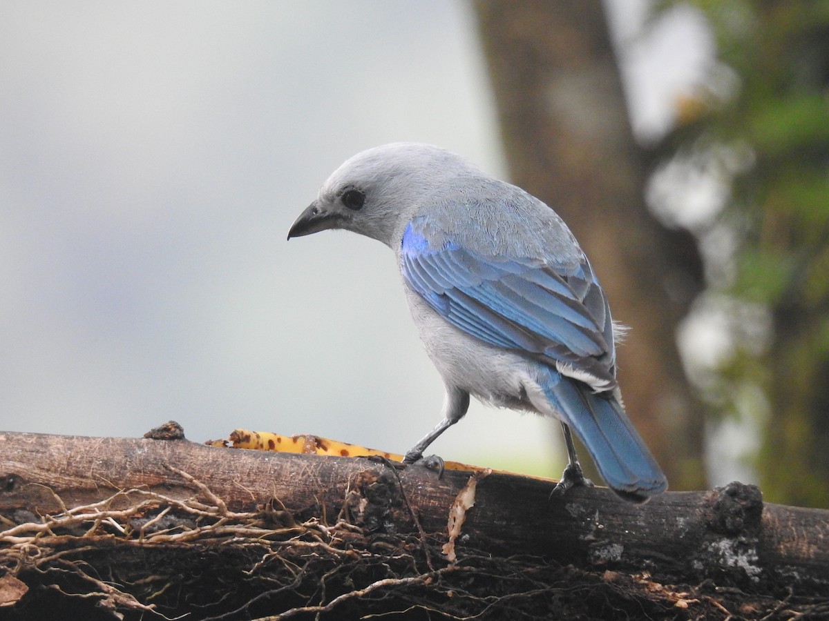 Blue-gray Tanager - ML620415963