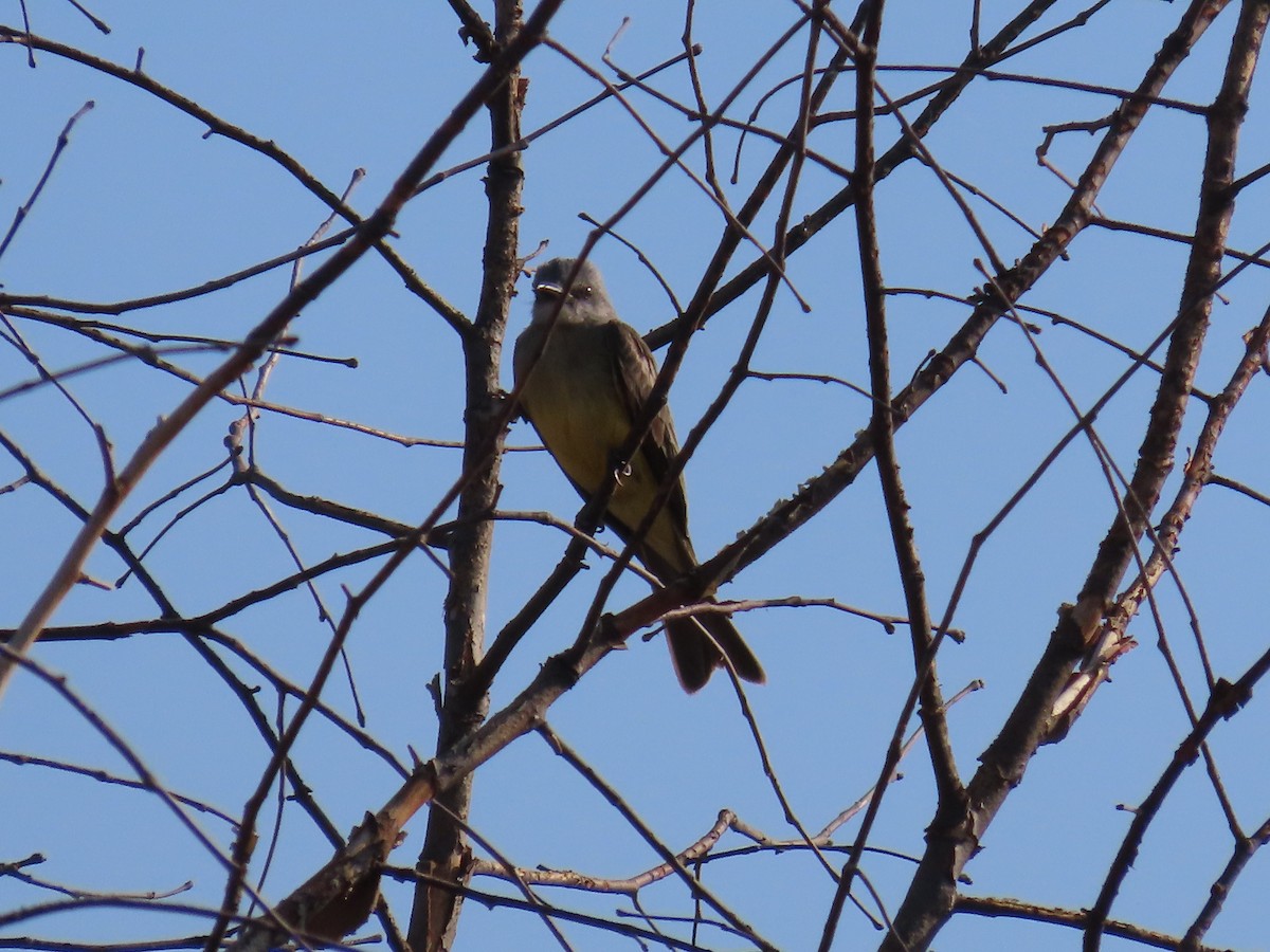 Tropical Kingbird - ML620415968