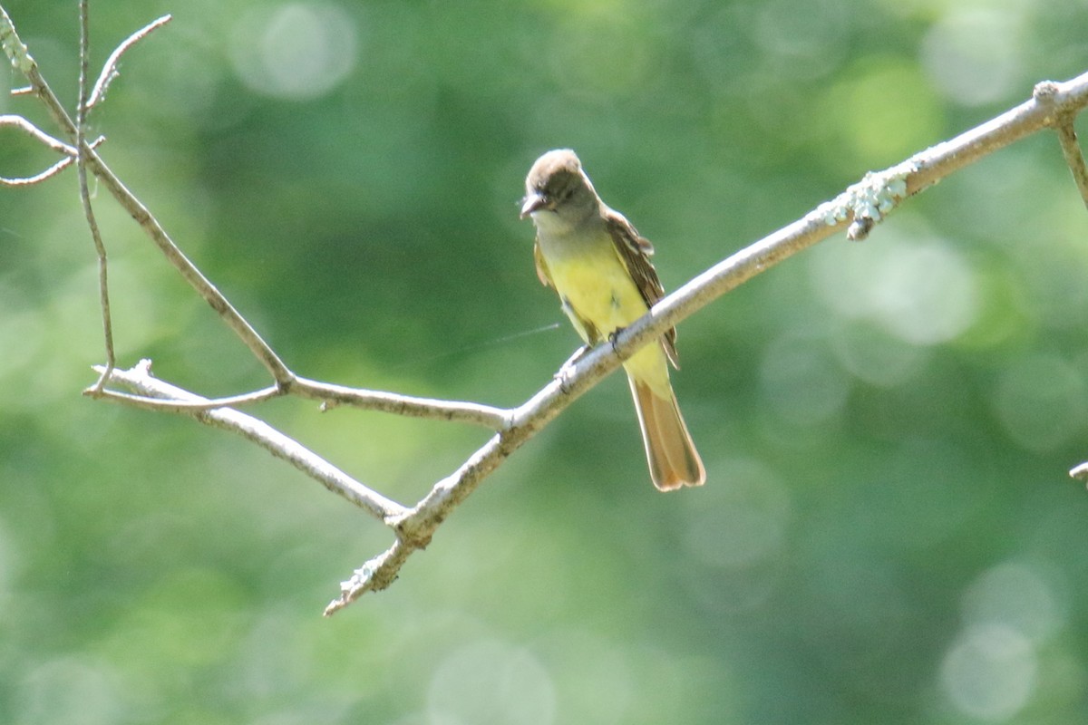 Great Crested Flycatcher - ML620415969