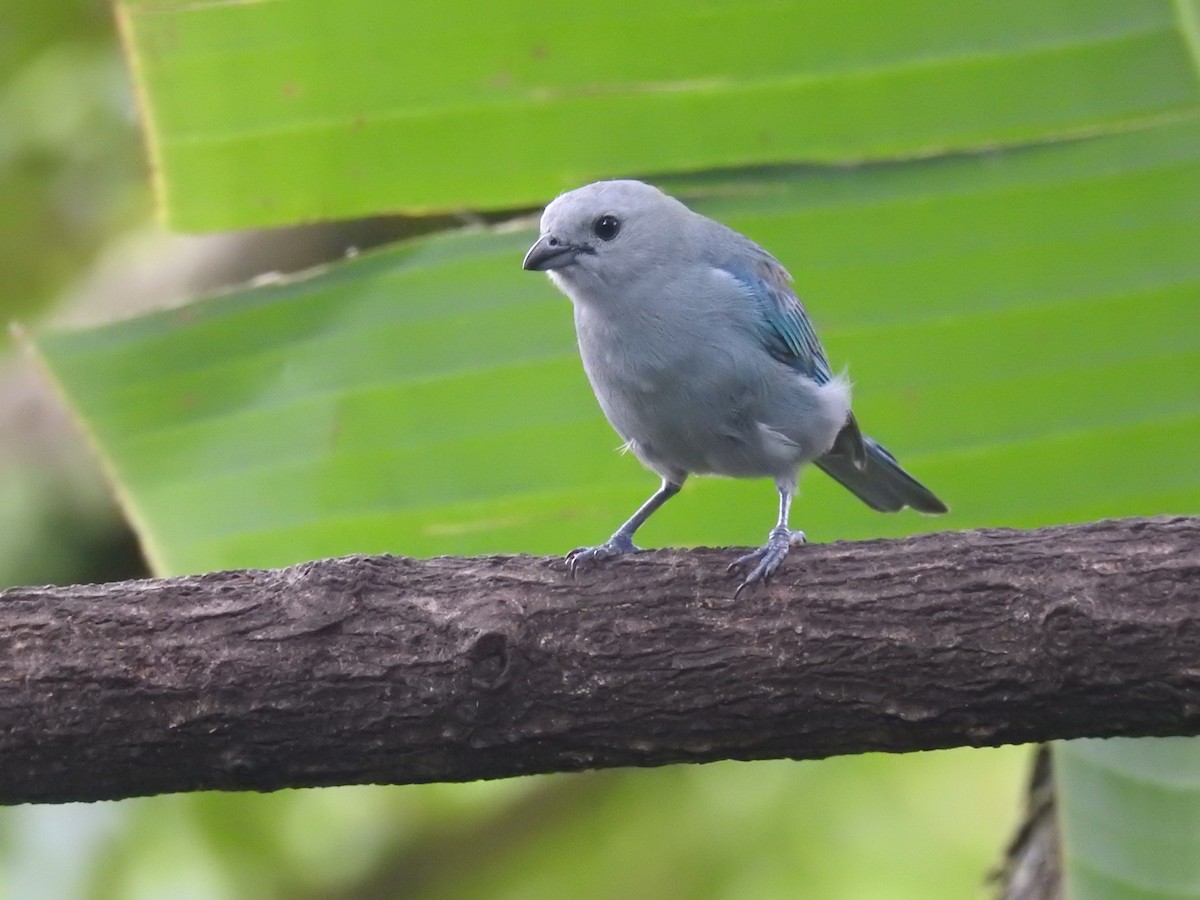 Blue-gray Tanager - ML620415971