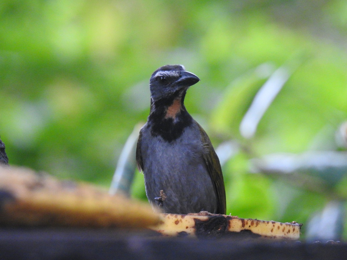 Buff-throated Saltator - ML620415975