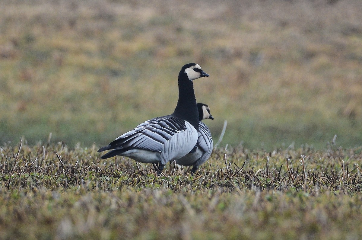 Barnacle Goose - ML620415977