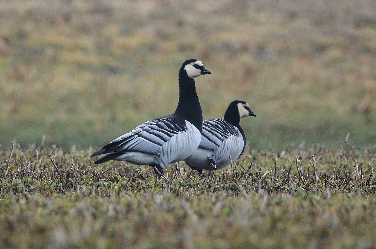 Barnacle Goose - ML620415978