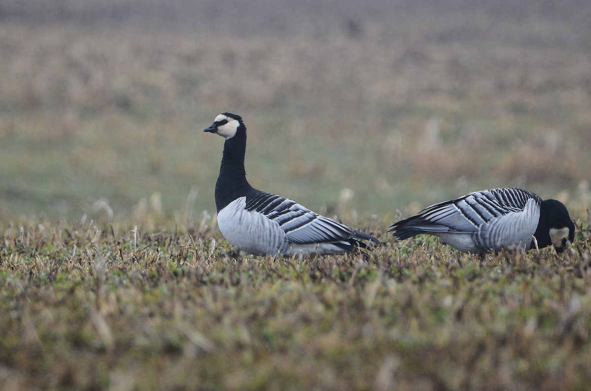 Barnacle Goose - ML620415979