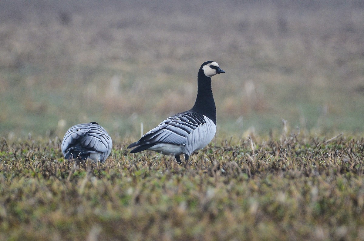 Barnacle Goose - ML620415980