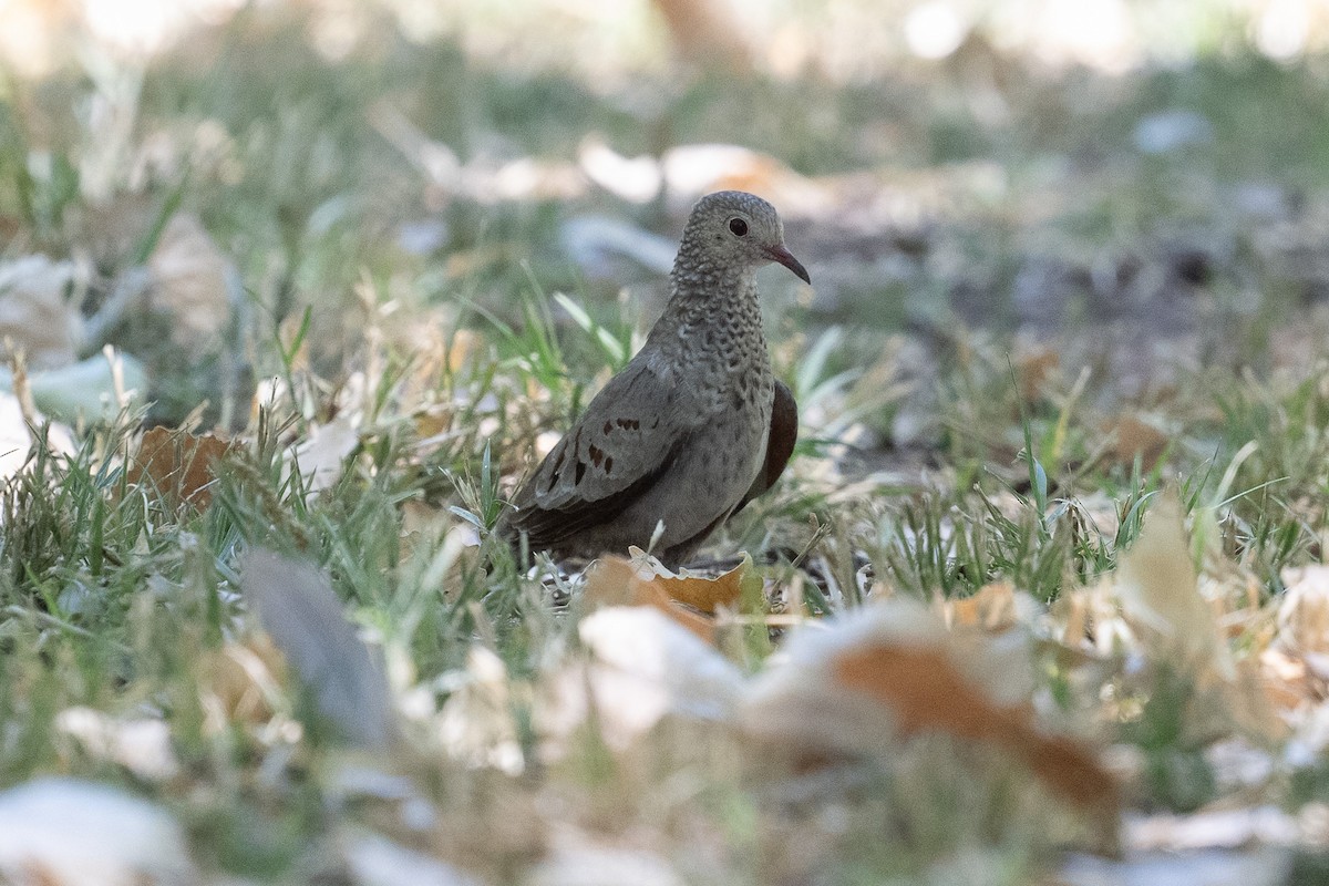 Common Ground Dove - ML620415983