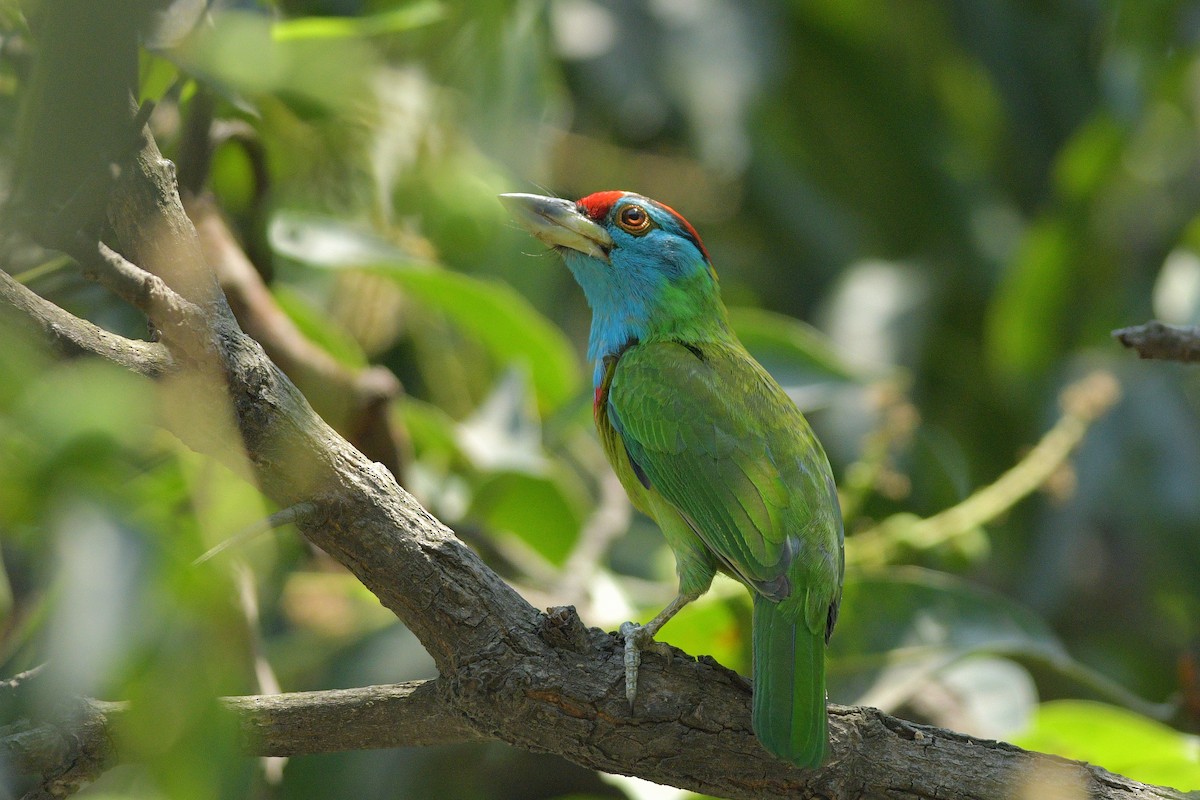 barbet hnědohlavý - ML620415998