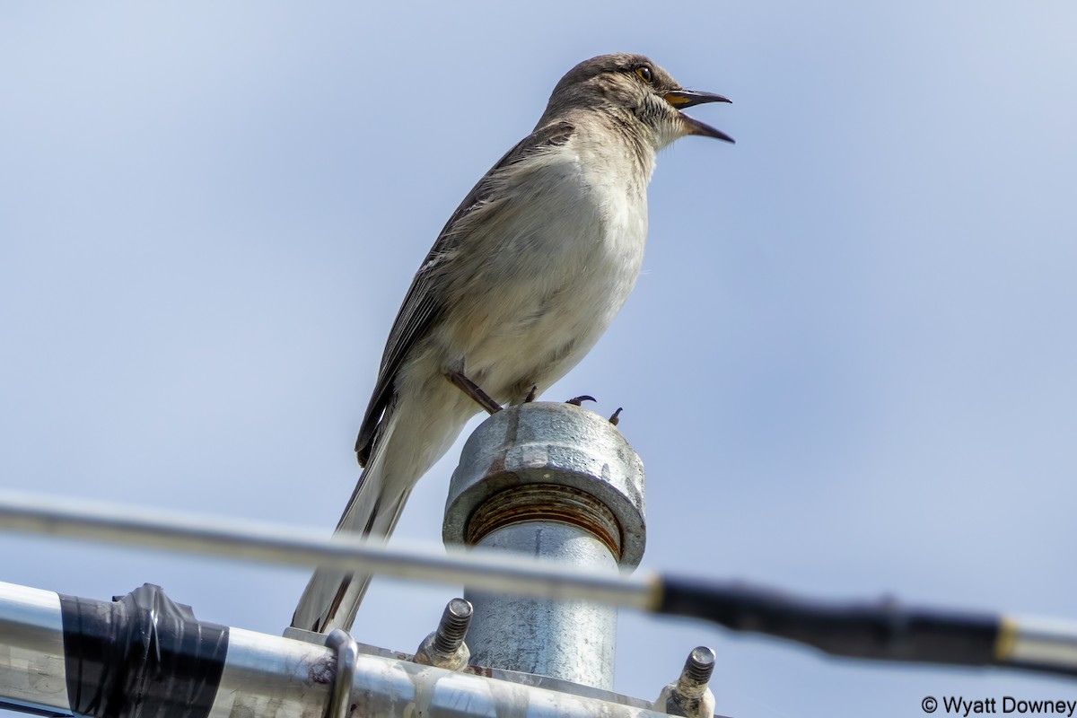 Northern Mockingbird - ML620416000