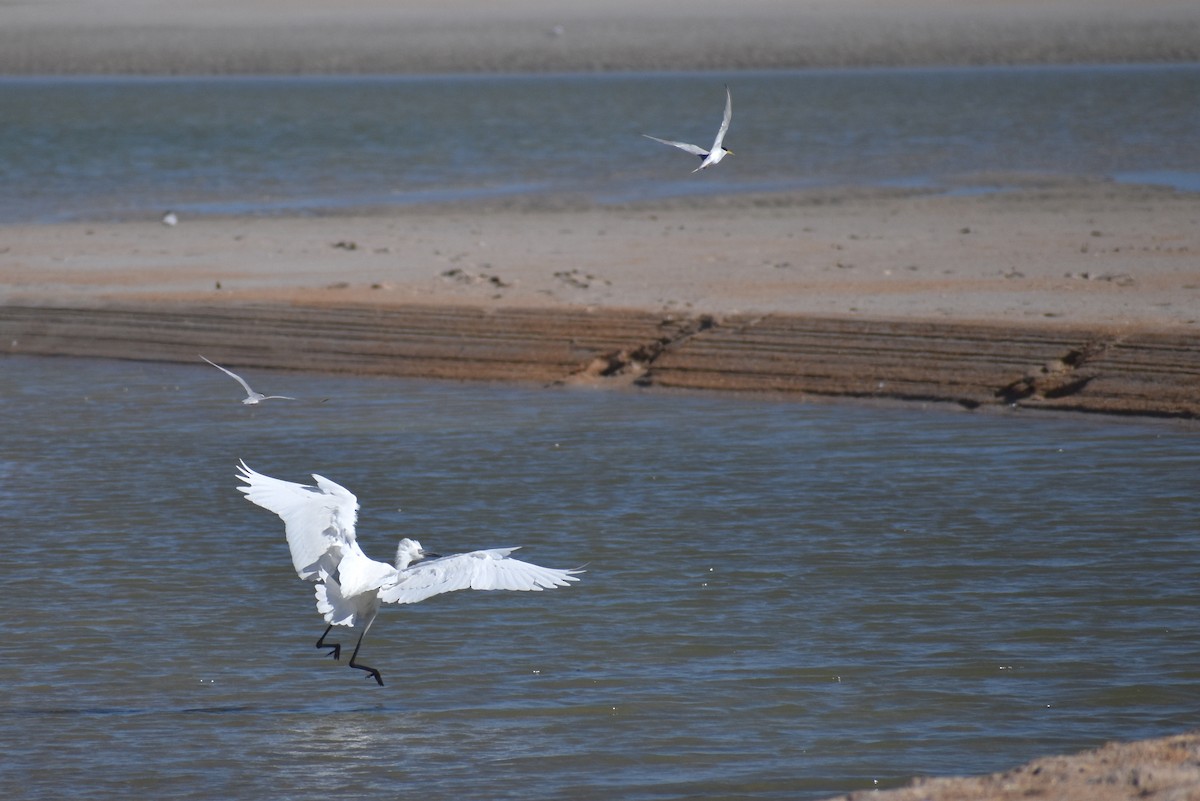 Least Tern - ML620416004