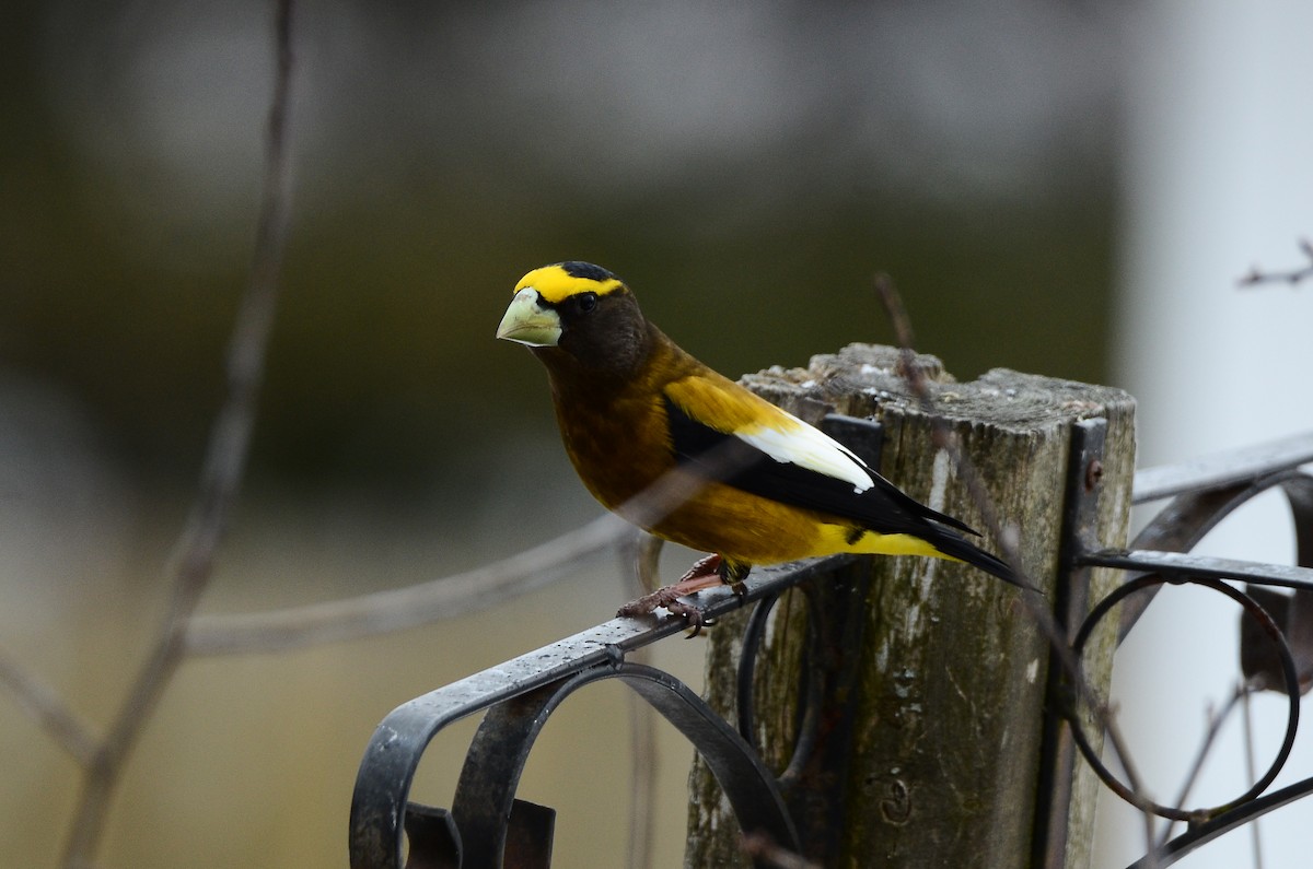 Evening Grosbeak - ML620416016