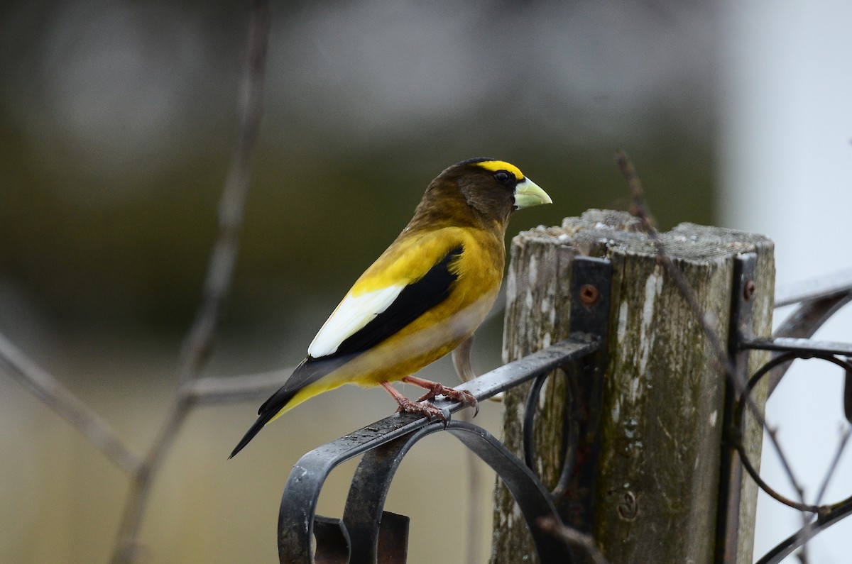 Evening Grosbeak - ML620416017