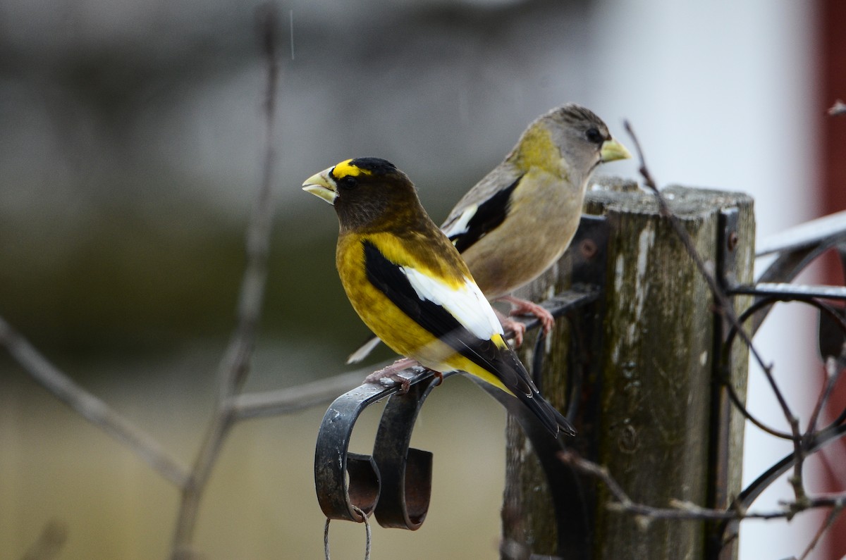 Evening Grosbeak - ML620416026