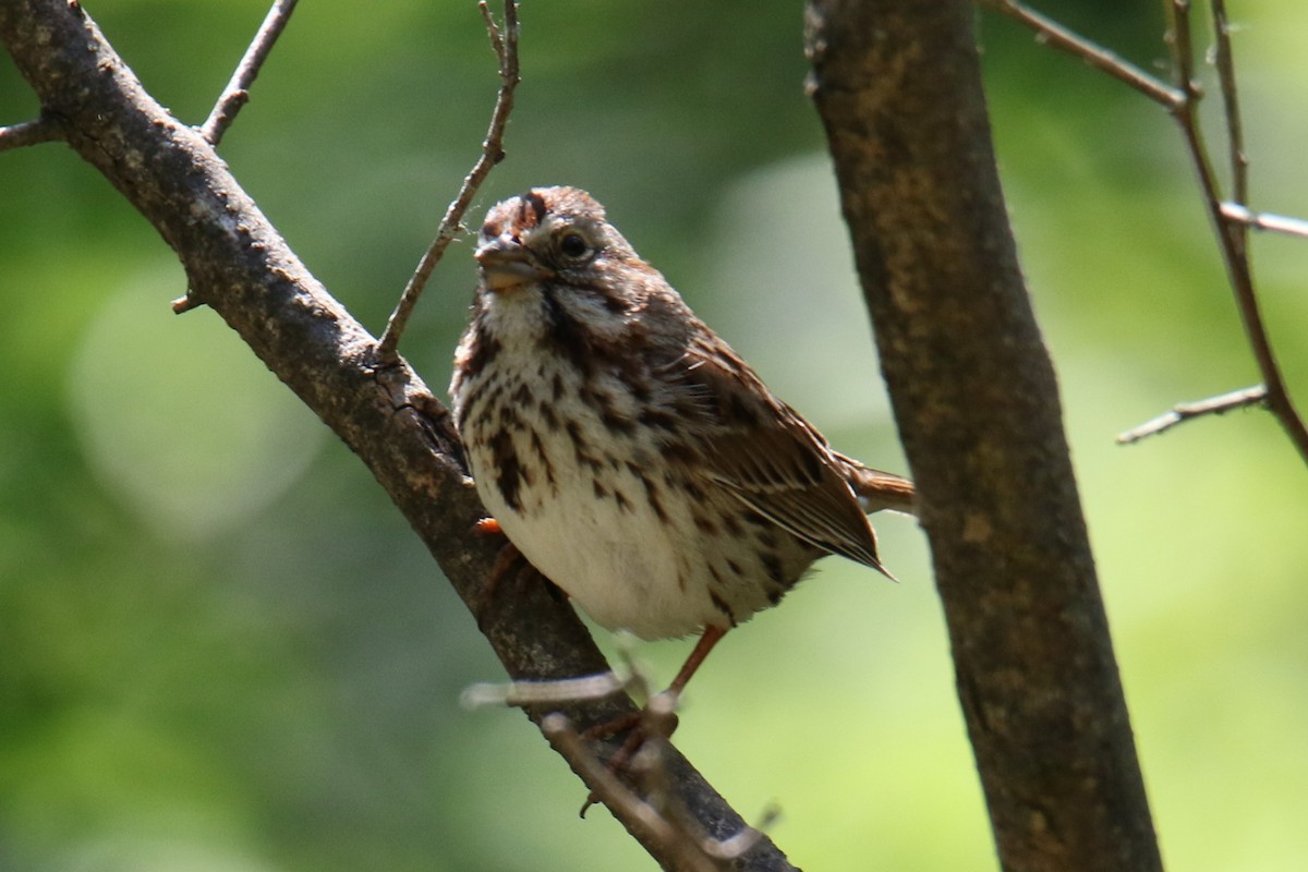 Song Sparrow - ML620416034