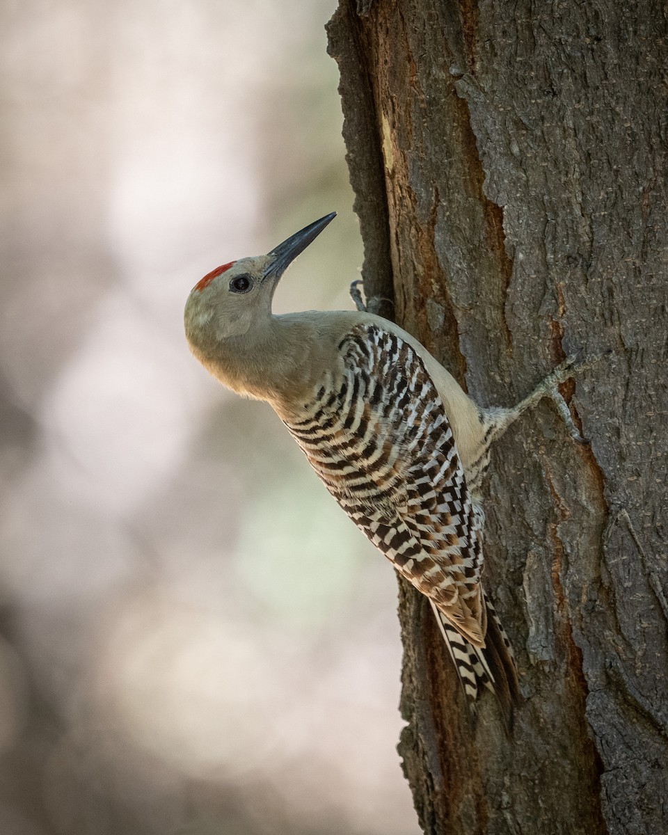 Gila Woodpecker - ML620416038