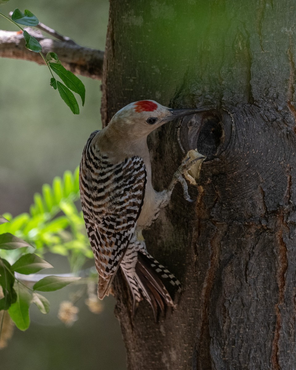 Gila Woodpecker - ML620416039
