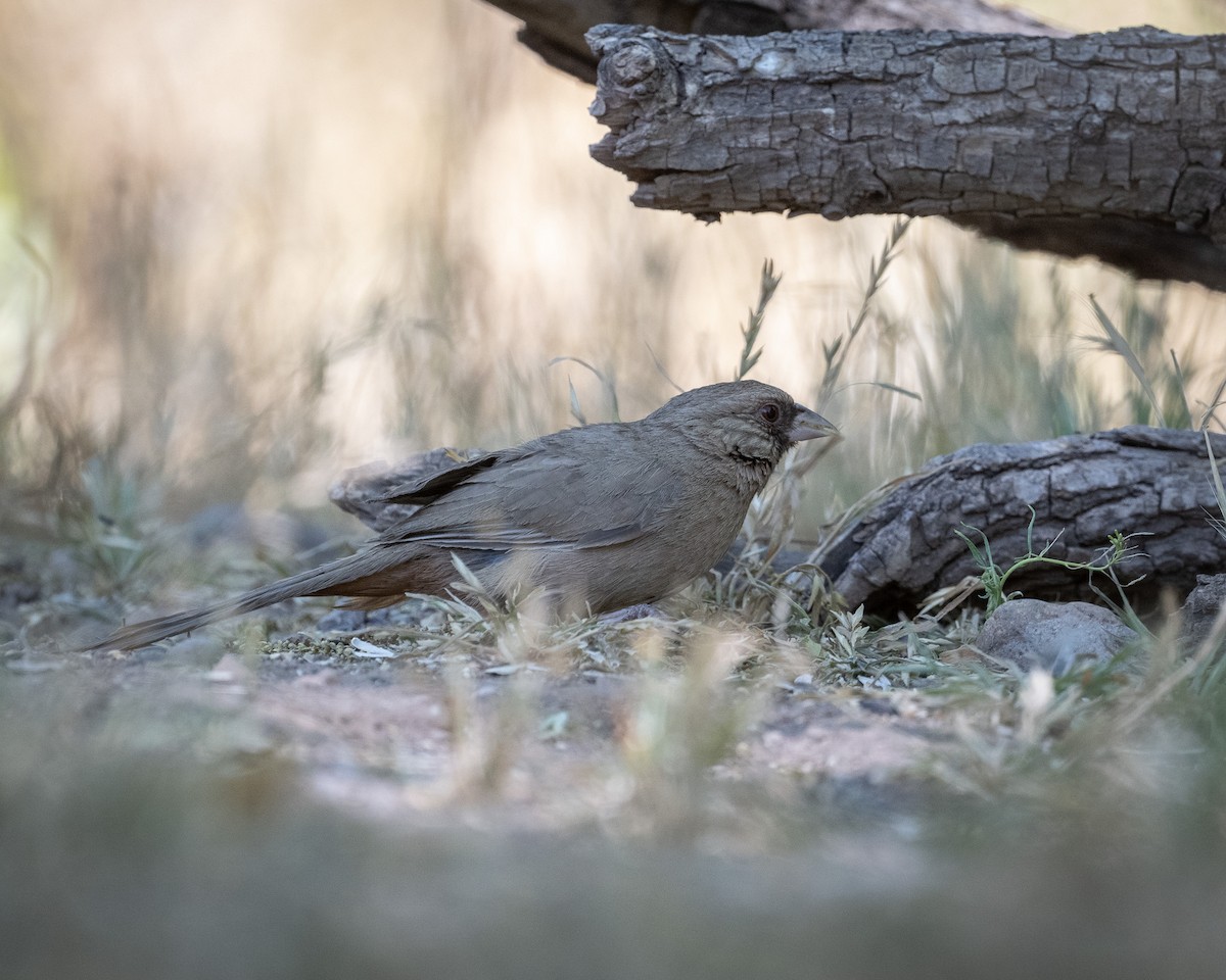 Abert's Towhee - ML620416042