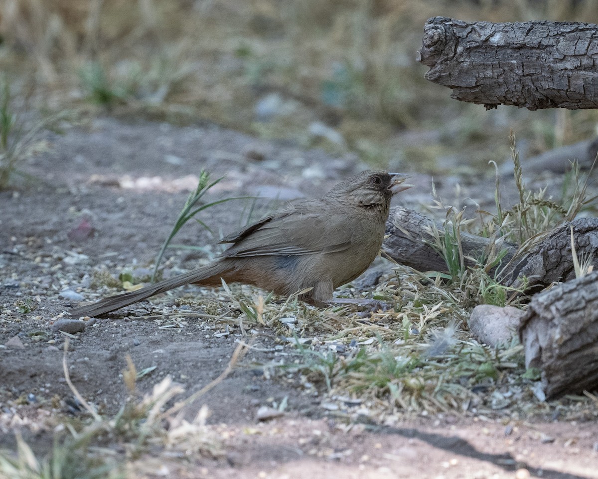 Toquí de Abert - ML620416045