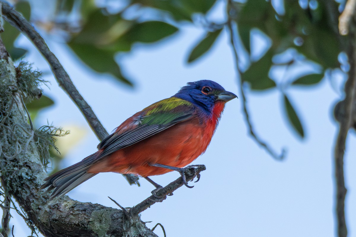 Painted Bunting - Steven Bruenjes