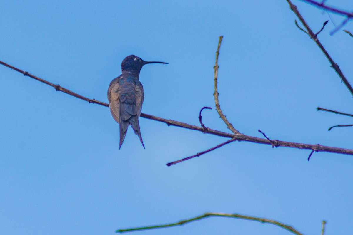 Swallow-tailed Hummingbird - ML620416050