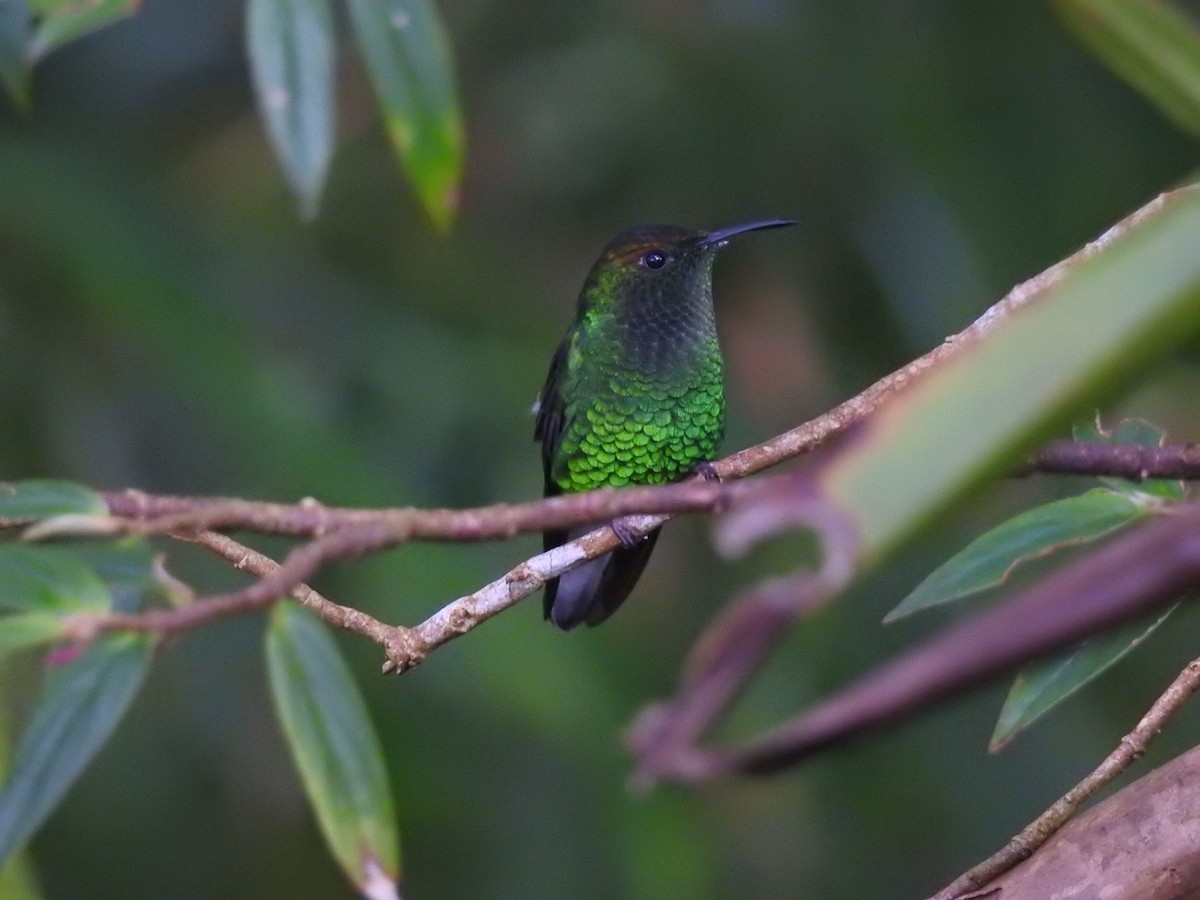 Coppery-headed Emerald - ML620416053