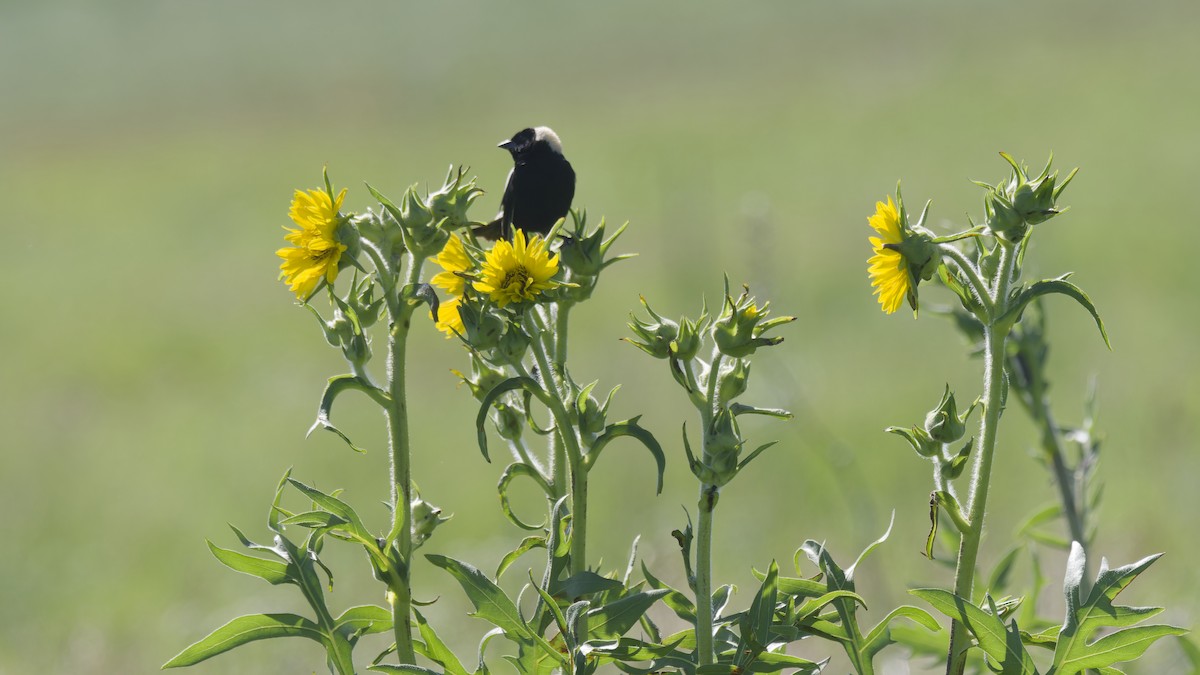 Bobolink - ML620416055