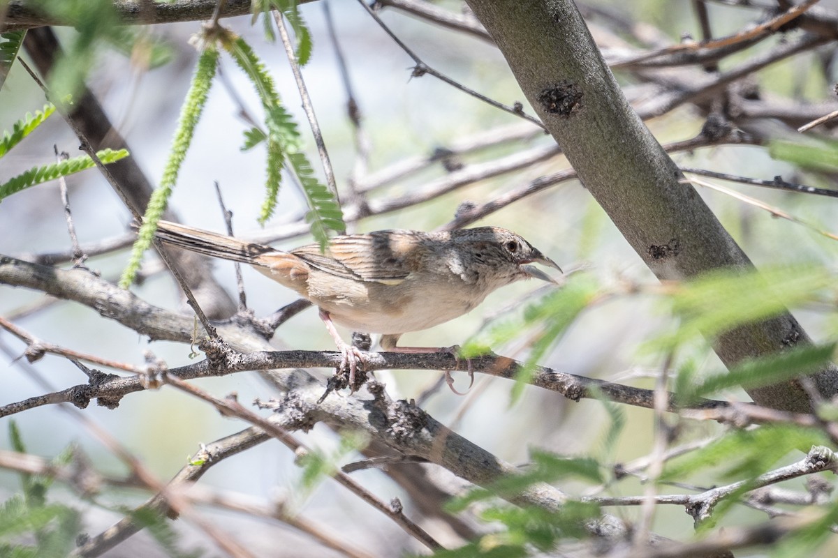 Botteri's Sparrow - ML620416063