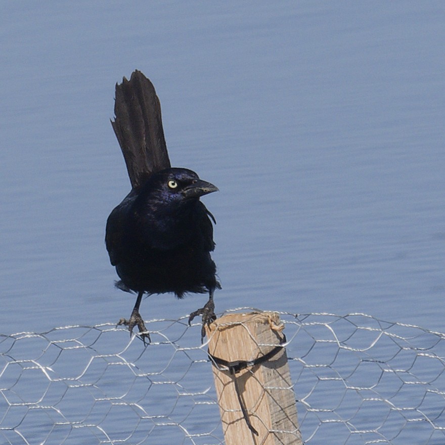 Common Grackle - ML620416067