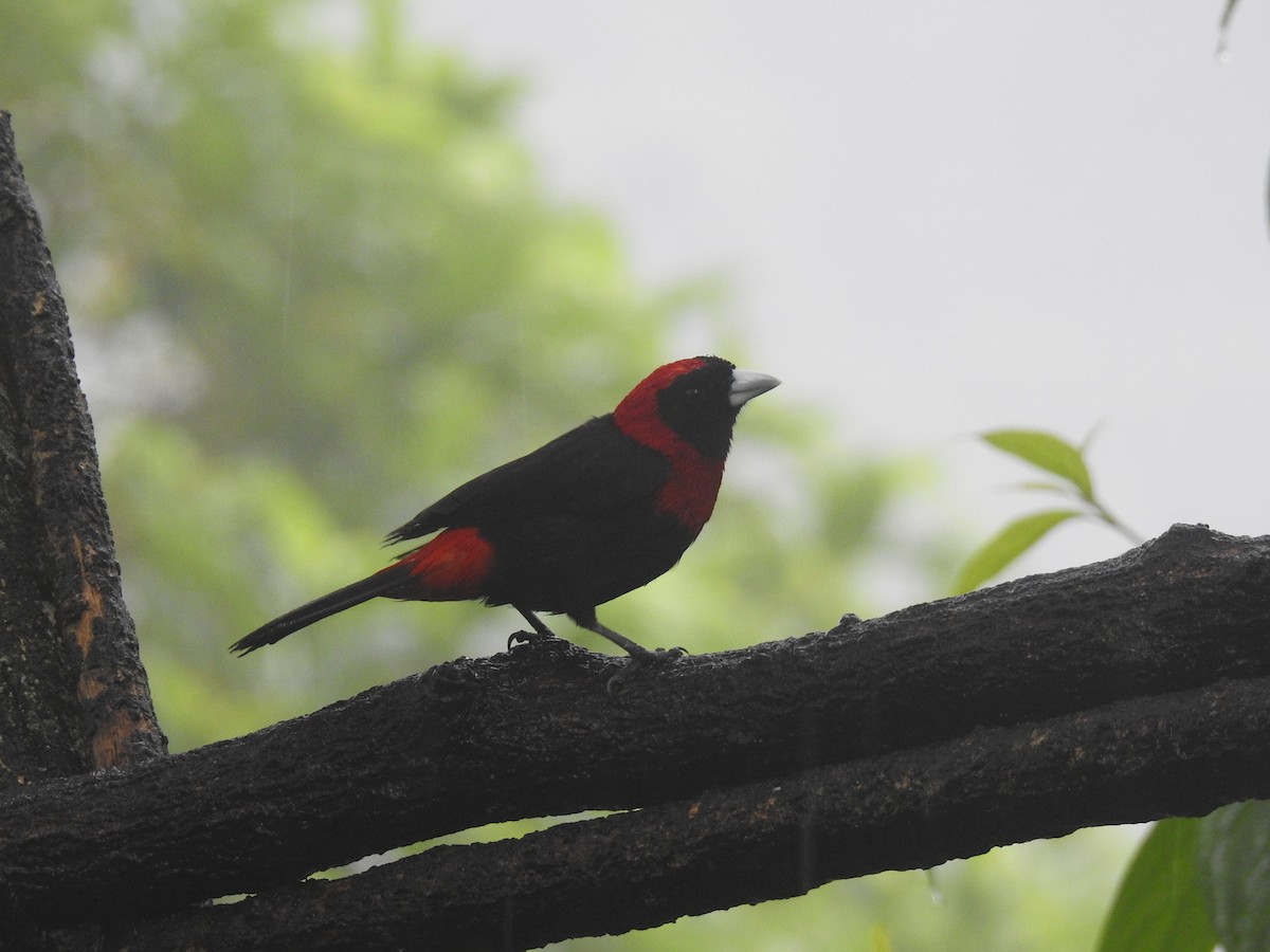 Crimson-collared Tanager - ML620416082