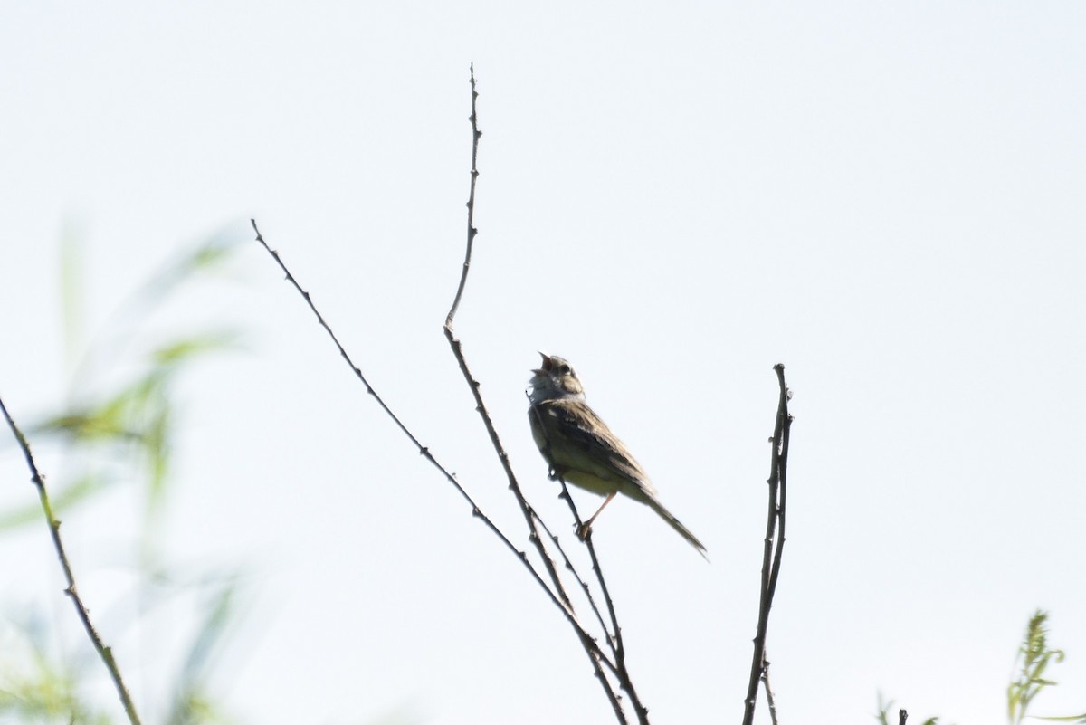 Clay-colored Sparrow - ML620416083