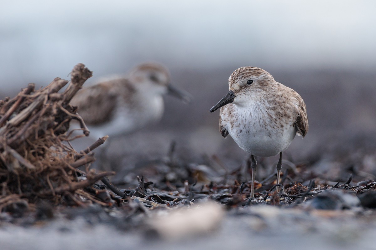 tanımsız küçük kumkuşu (Calidris sp.) - ML620416085