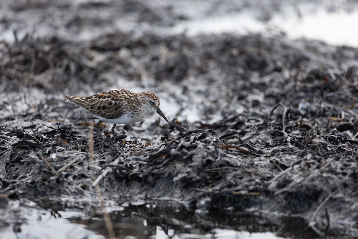 Semipalmated Sandpiper - Laurent Prévost-Frenette