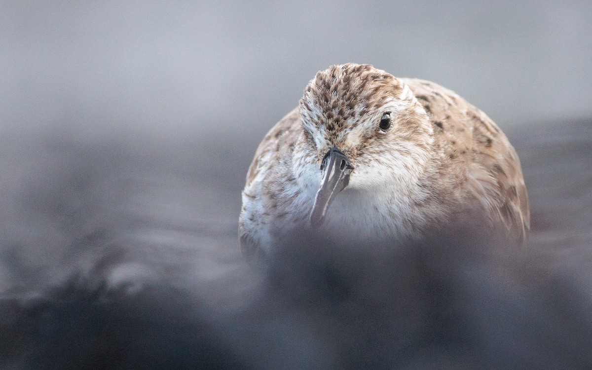 Semipalmated Sandpiper - ML620416088