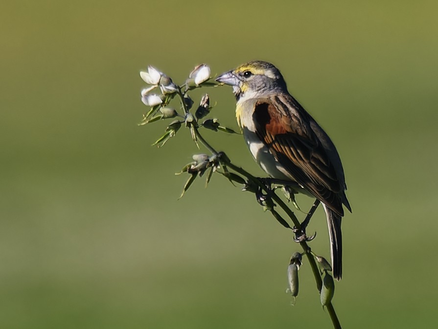 Dickcissel d'Amérique - ML620416090