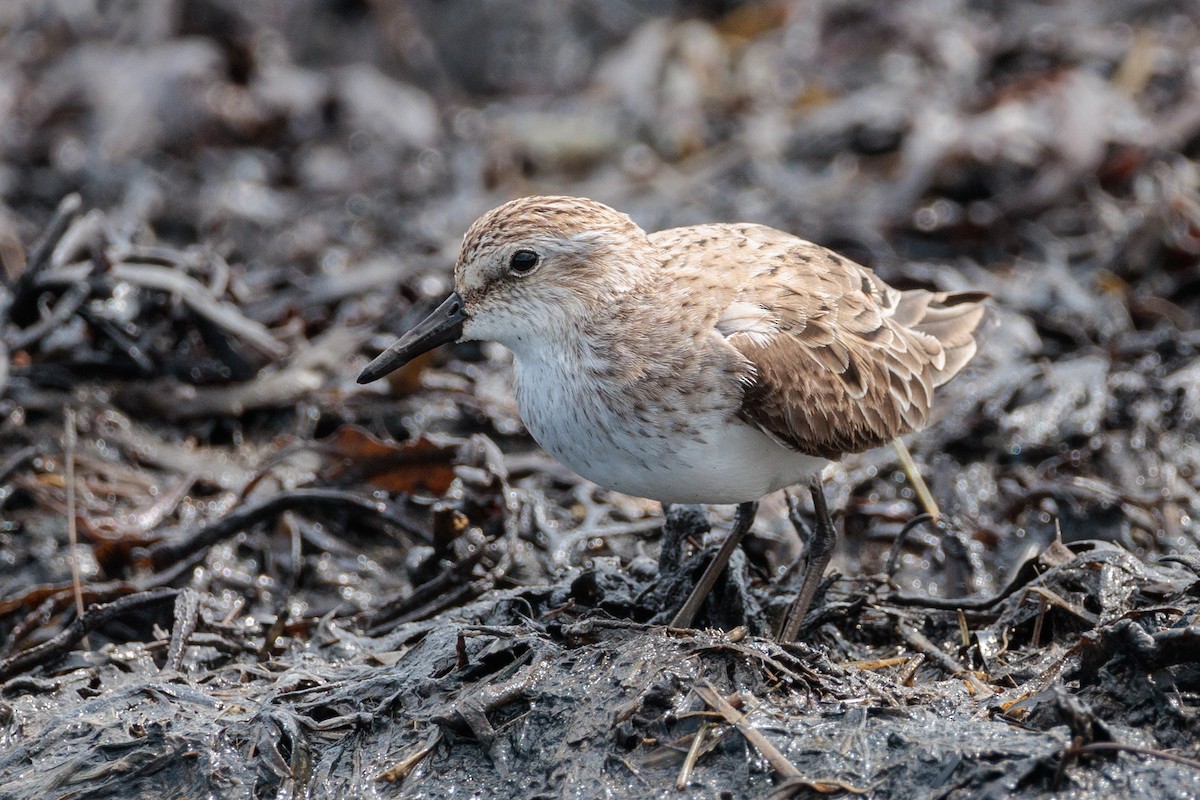 Semipalmated Sandpiper - ML620416091