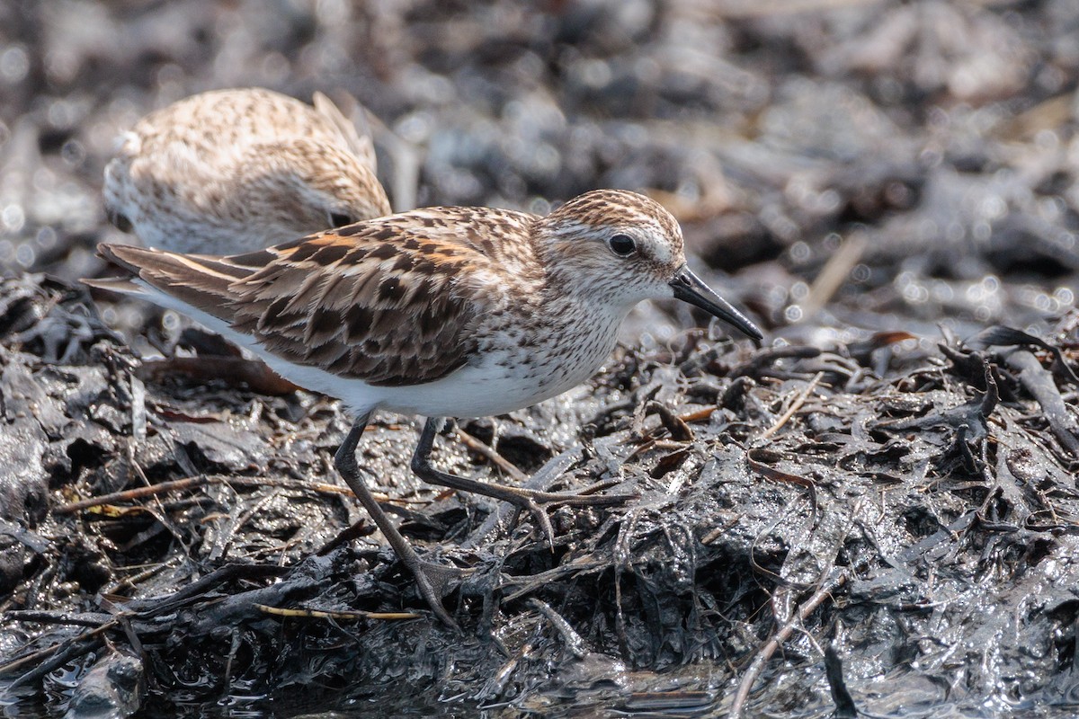 tanımsız küçük kumkuşu (Calidris sp.) - ML620416093