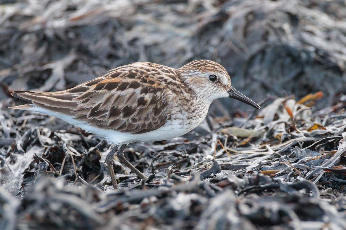 Semipalmated Sandpiper - ML620416094