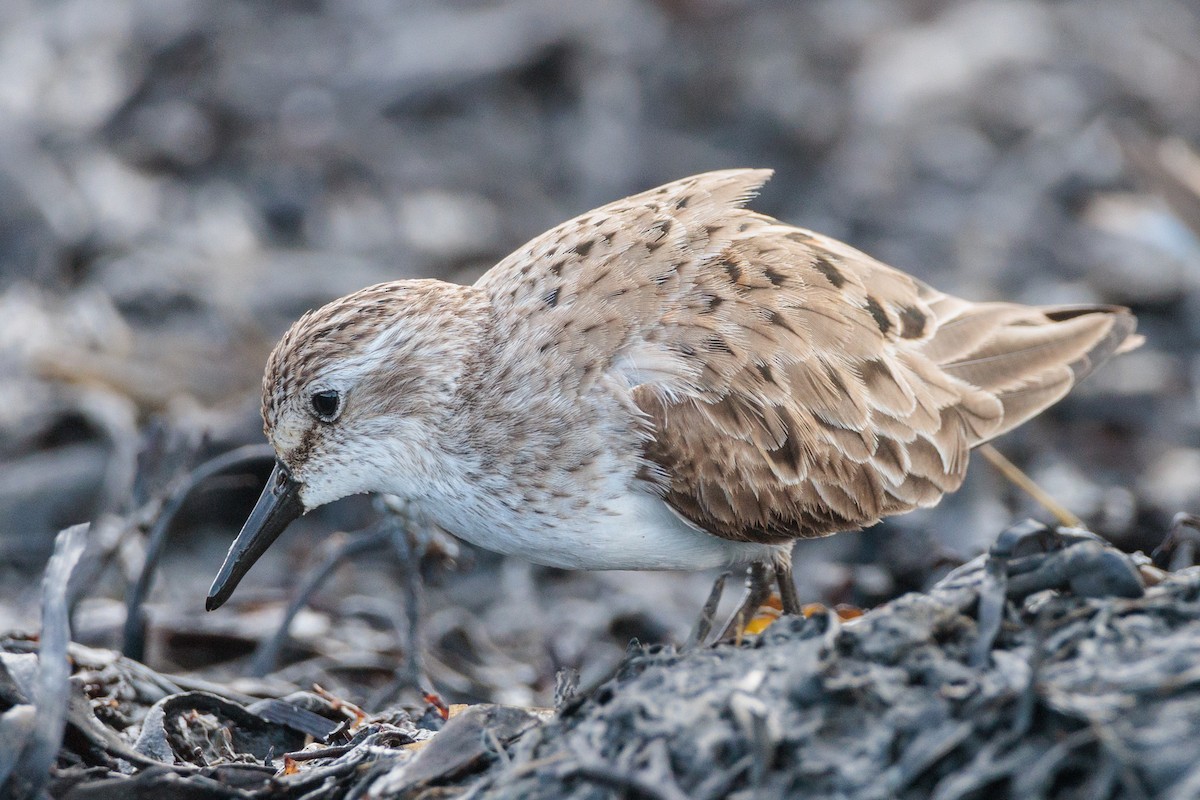 Semipalmated Sandpiper - ML620416095