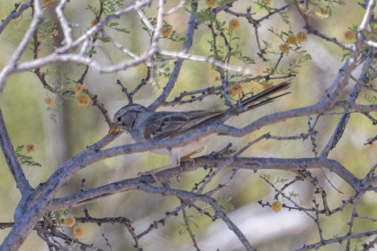 Rufous-winged Sparrow - ML620416096
