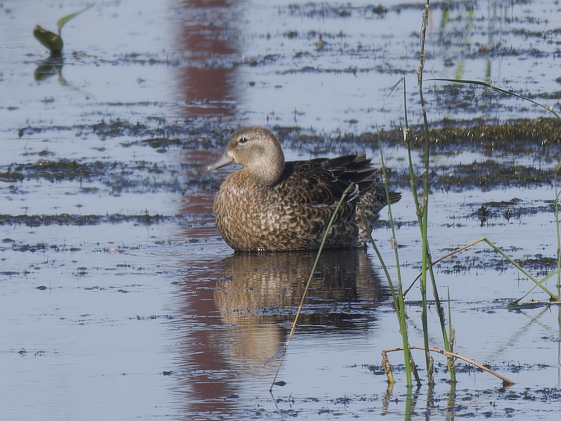 Blue-winged Teal - ML620416100