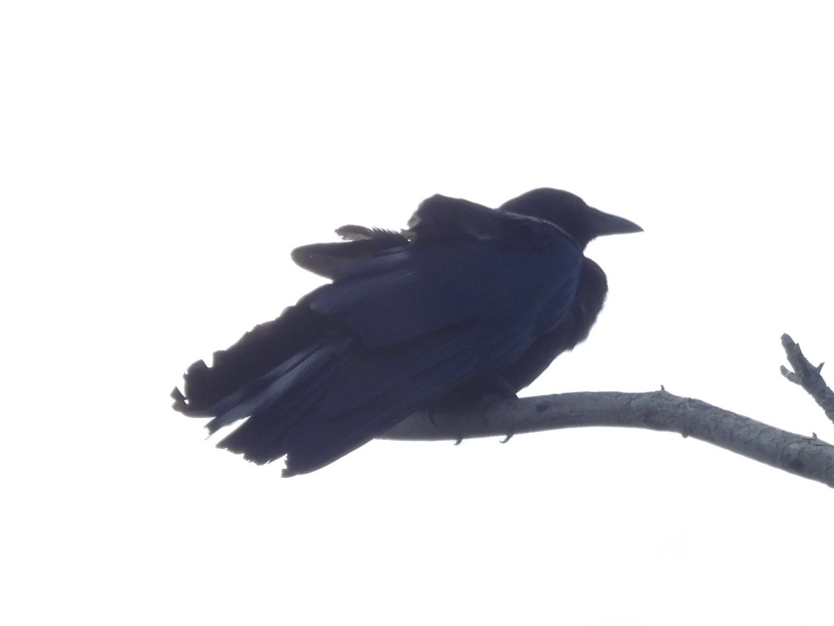 American Crow - ML620416101