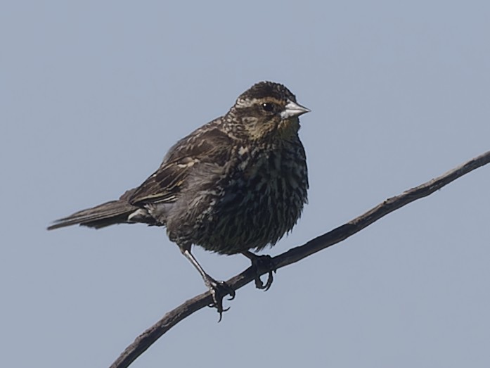 Red-winged Blackbird - ML620416110