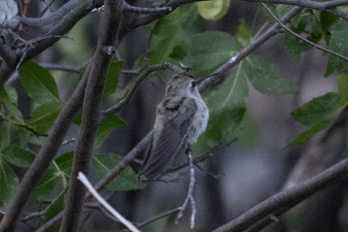 Costa's Hummingbird - ML620416113