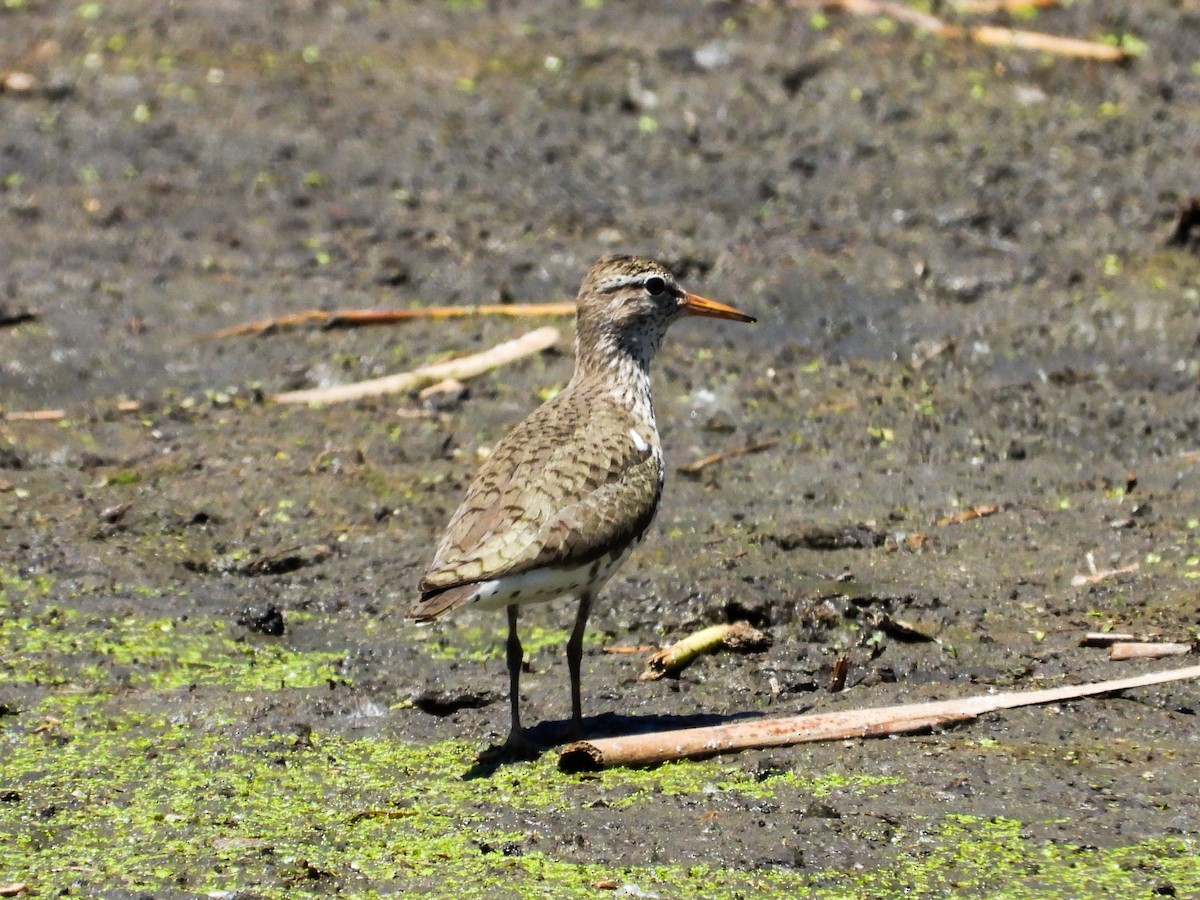 Spotted Sandpiper - ML620416129